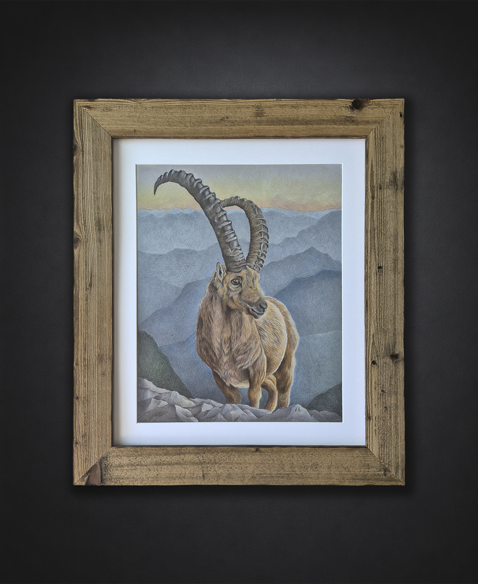 Steinbock Zeichnung